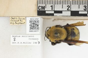Media type: image;   Entomology 813077 Aspect: labels